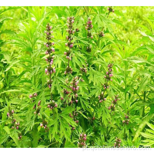 Qualidade natural Motherwort Fruit